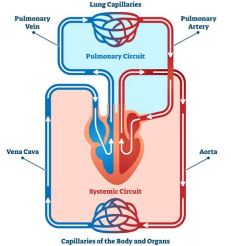 Pulmonary Vein The Definitive Guide Biology Dictionary