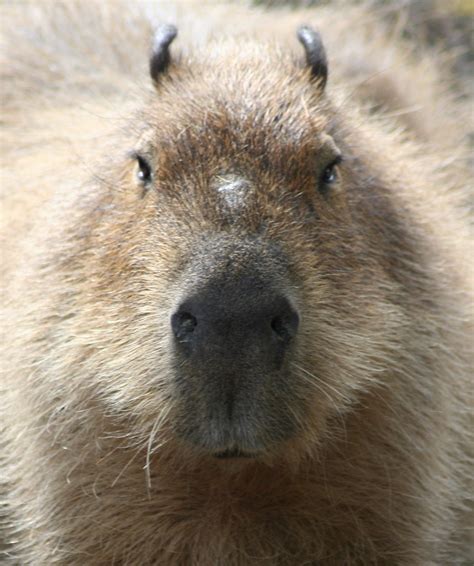 Capybara Capybara Hydrochoerus Hydrochaeris Also Known A Flickr