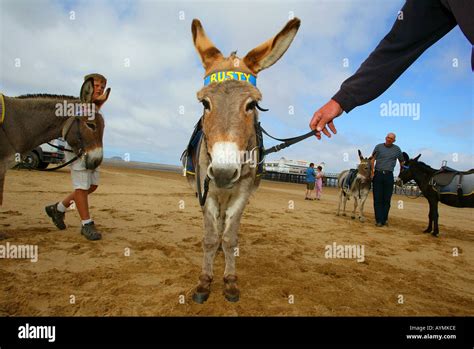 The Weston Super Mare Donkeys Prepare Themselves For The Bank Holiday