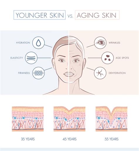 4306 Aging Skin Anatomy Images Stock Photos 3d Objects And Vectors