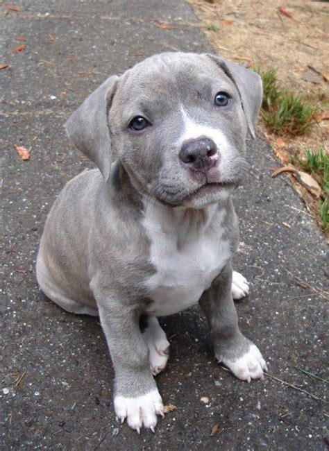 Cute Blue Nose Pit Bull Puppy Who Wouldnt Want This