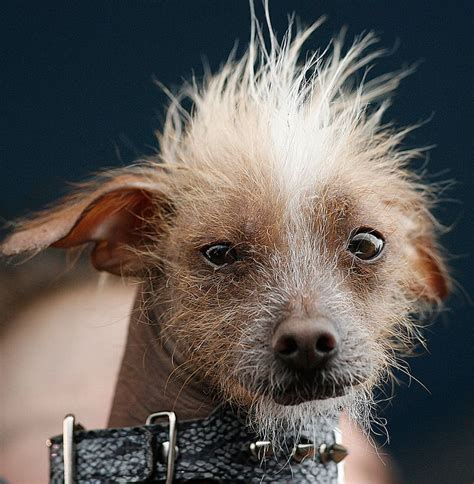 The Daily Beast Worlds Ugliest Dog Contest June 24 2012
