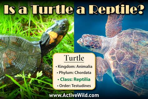 Are Turtles Reptiles Or Amphibians Why Is A Turtle A Reptile