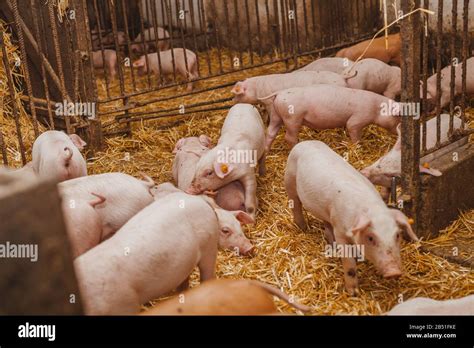 Young Pigs And Piglets In Barn Livestock Farm Stock Photo Alamy
