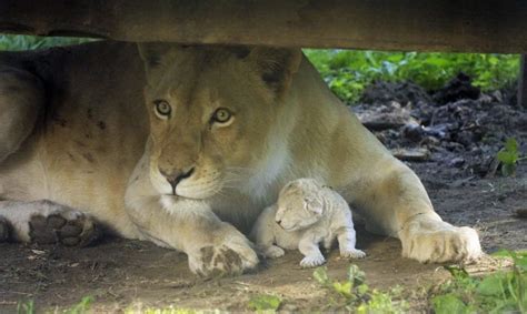 Az állatok különleges körülmények között tekinthetők meg, a szakemberek lehetőség szerint. A white lion cub was born in Nyíregyháza - VIDEO - Daily ...