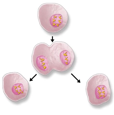 How Do Cancer Cells Grow And Spread