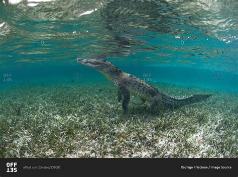 Underwater Side View Of Crocodile On Hind Legs Chinchorro Atoll