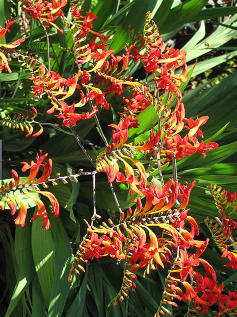 Lucifer Crocosmia Crocosmia Lucifer In Denver Arvada Wheat Ridge