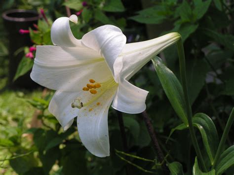 All Types Of Lily Flowers