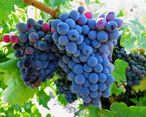 Grenache The Unlikely Hero Of A Grape Planet Wine