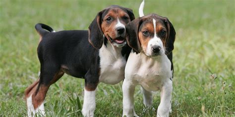Book dog walkers from your phone and get gps maps, potty updates & photos! ResearchBreeder.com - Find Treeing Walker Coonhound ...