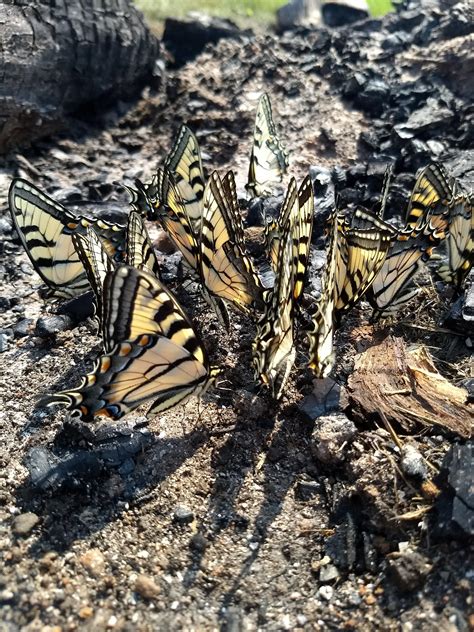 Eastern Tiger Swallowtails Puddling On An Old Camp Fire Scrolller