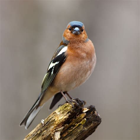 Common Irish Garden Birds Petmania Advice Centre Wildlife