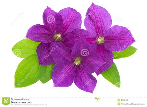 And support for climbing some have large purple, white or pink blossoms; Purple Clematis With Green Leaves Isolated On White Stock ...