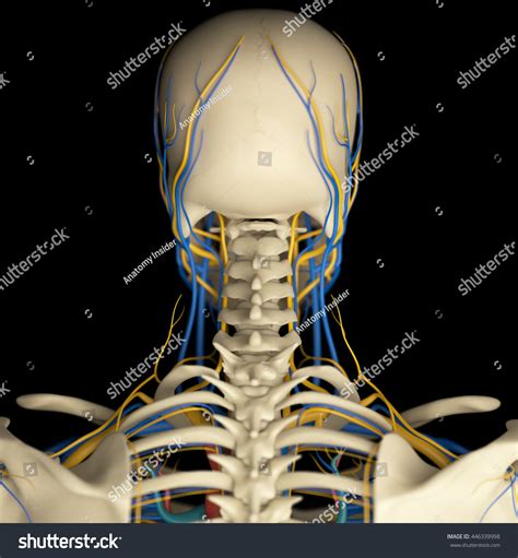 Back Of Neck Anatomy Lymph Nodes Back Neck Ohqmysft Anatomy System