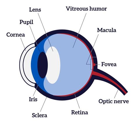 Diagram Showing The Different Parts Of The Eye Parts Of The Eye Eye Health Free Homeschool