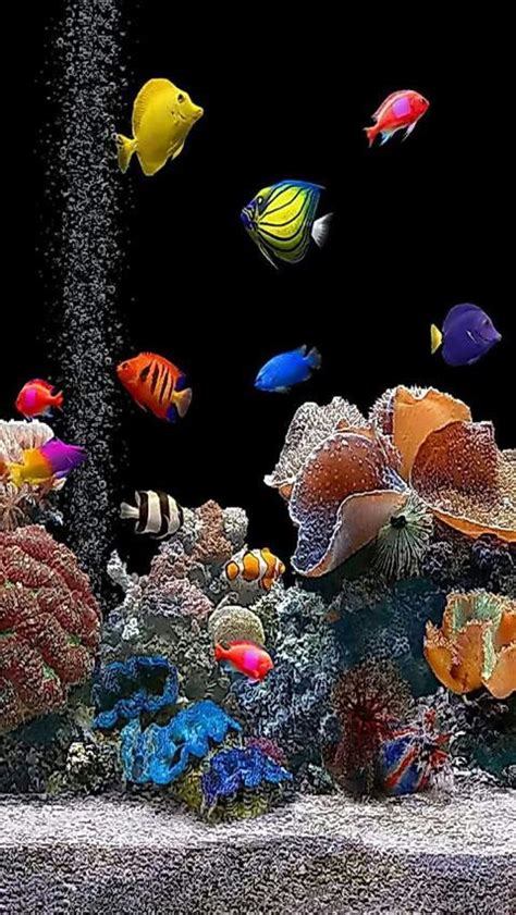 Pin By Alex Fernandes On Animals Aquarium Live Wallpaper Saltwater