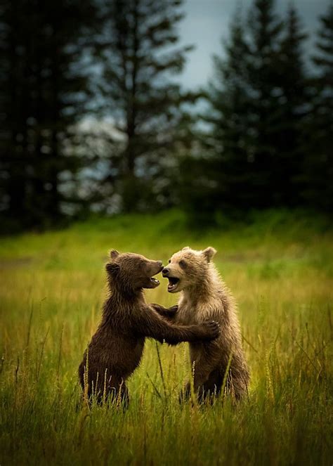 92 Best Images About Dancing Bears On Pinterest