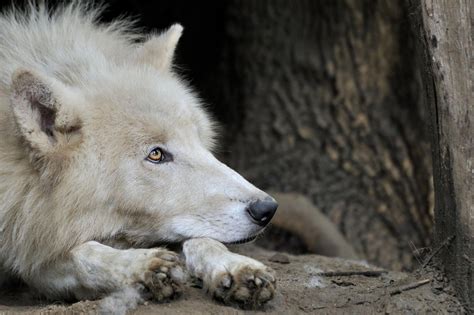 Polar Wolf By Josef Gelernter 500px