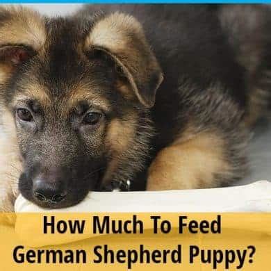 Check spelling or type a new query. How Much To Feed German Shepherd Puppy? | ZoooAwesome