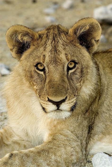 Lioness Photograph By Tony Camachoscience Photo Library