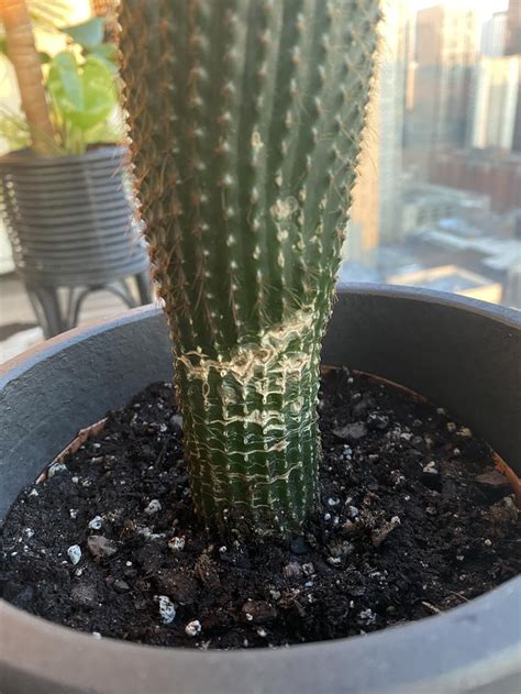 Dying cacti usually begin to shake in their potting soil, and it usually gives off the impression as if the plant is about to fall off to one side. Cactus and Succulents forum: Is my cactus dying?! - Garden.org