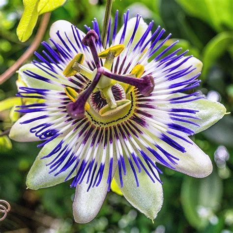 Purple And Cream Passionflower Exotic Plants Exotic Flowers Tropical