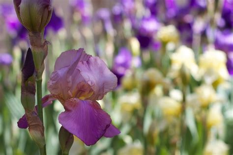 Gambar Mekar Menanam Daun Bunga Botani Flora Bunga Liar Bunga Iris Warna Kuning