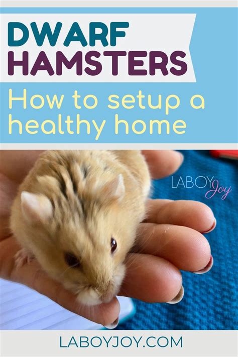 Dwarf Hamsters Rule A Guide For Setting Up A Dwarf Hamster Dwarf