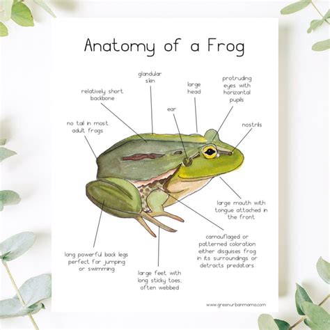 Frog Anatomy Poster Frog Illustration Frog Biology Diagrams
