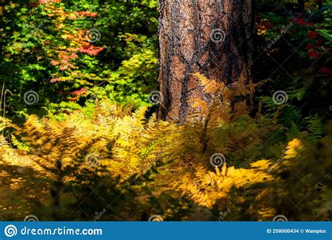 Ferns Begin To Turn Into Fall Colors In Oregon Forest Stock Photo