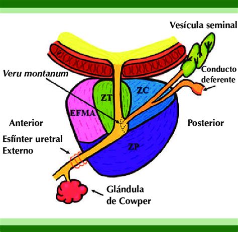 Anatomía De Las Zonas Prostáticas De Cuerdo A Mcneal La Próstata Se