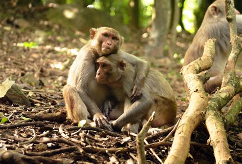 Social Hormones Alter Monkey Behavior In Sex Specific Ways Spectrum