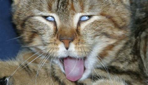 Funny Cat Tongue Wallpapers Hd Desktop And Mobile