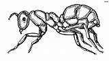 Ant Ants Coloringsky sketch template