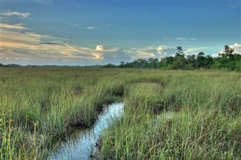 Saltwater Intrusion Can Exacerbate Impacts Of Sea Level Rise Fiu