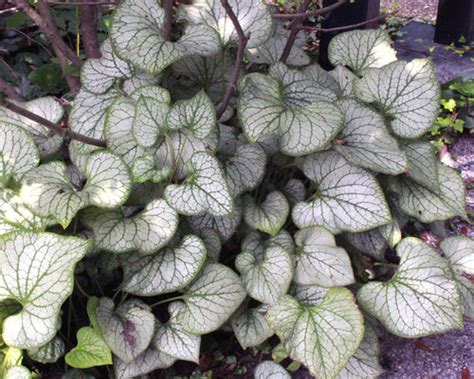 Strong pleasing smell from leaves; Shade Plants Zone 6 | Houzz