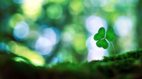 Free Download Four Leaf Clover Wallpapers 1920x1200 For Your Desktop