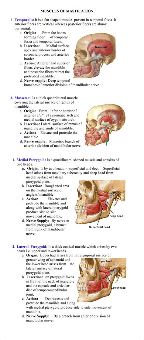 Muscles Of Mastication And Temporomandibular Joint Anatomy Qa