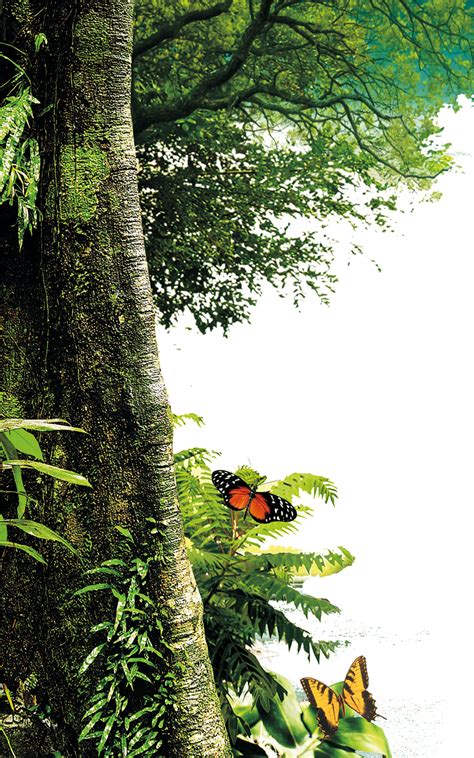 To view the full png size resolution click on any of the below image thumbnail. Forest PNG Transparent Images | PNG All