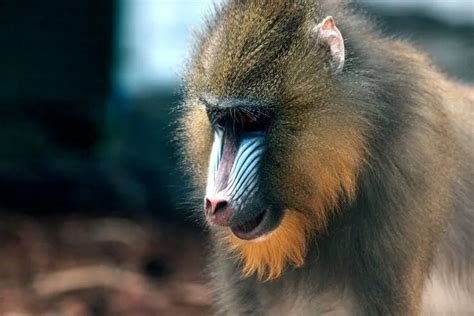 9 Different Types Of Monkeys Species List Animalstart Mandrill