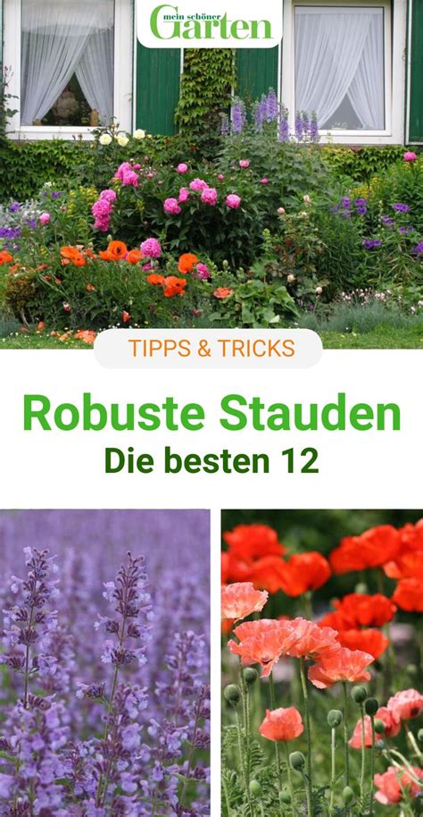 Das gilt auch für die schattigen standorte. 12 robuste Stauden für den Garten | Stauden, Staudengarten ...