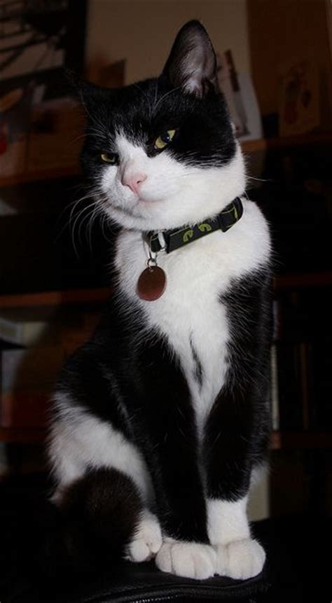 145 Best Tuxedo Cats Images On Pinterest Kitty Cats