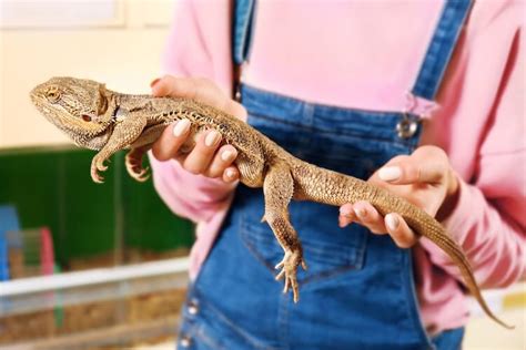 How To Sex Bearded Dragons 6 Male Vs Female Differences More Reptiles