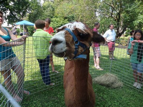 Petting zoo rental | have a petting zoo at your party or event. Rent a Petting zoo, complete with Alpaca! | Zoo animals ...