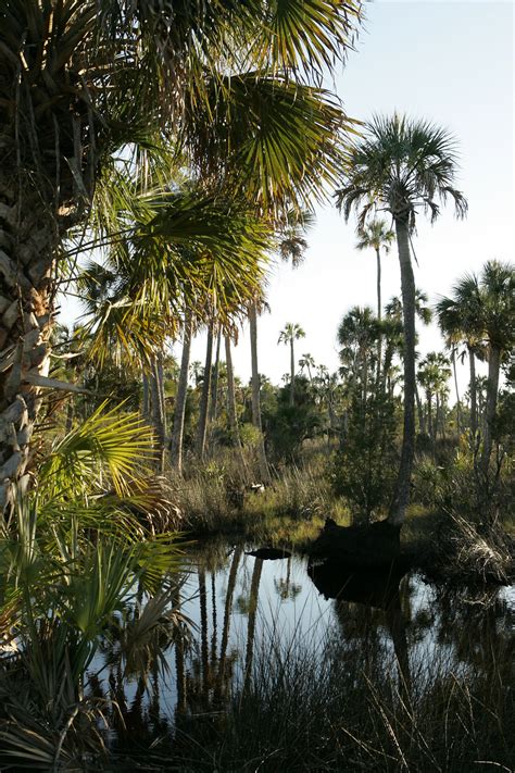 Share your own pictures as public domain with people all over the world. Palm Trees | Free Stock Photo | Aquatic environment with ...