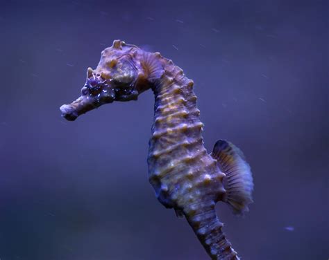 Seahorse Populations Disappearing Due To Recreational Boating