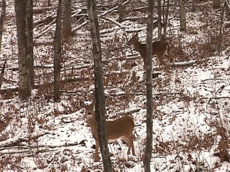 Deer Hunt Still Fox21online
