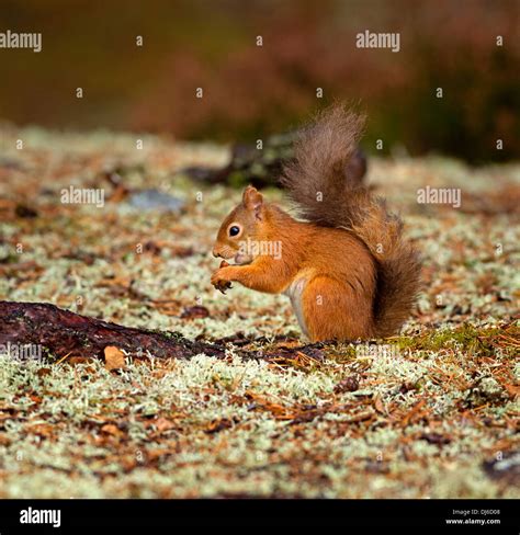 Eurasian Red Squirrel Sciurus Vulgaris Stock Photo Alamy