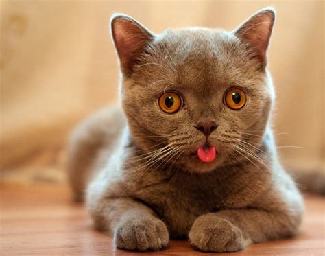 Why Do Cats Stick Their Tongues Out The Secret Behind The Blep Cat